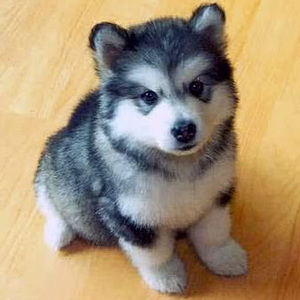 Meet your Posher, Diamond nicole